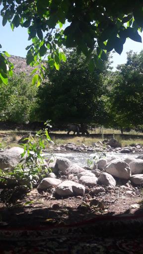 عکس مجموعه تفریحی طبیعی کهمان