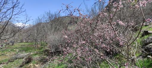 عکس مجموعه تفریحی طبیعی کهمان