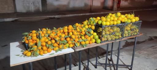 عکس آقای میوه رزکان