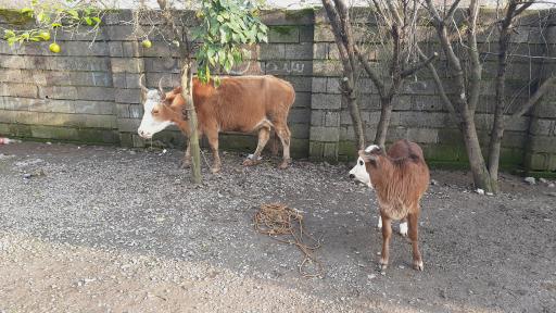 عکس درمانگاه دامپزشکی دکتر داربویی(مهر)