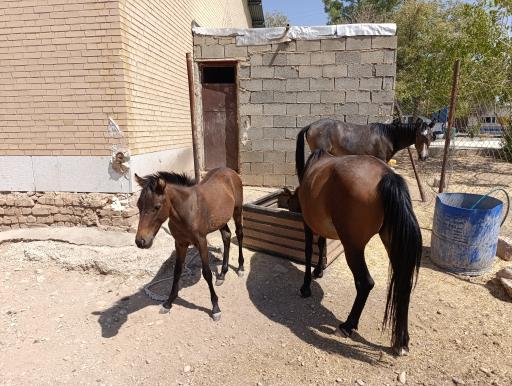 عکس اردوگاه فرهنگی تربیتی فدک