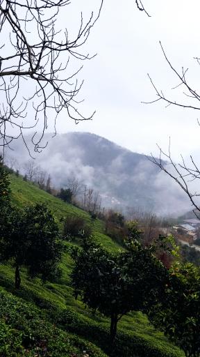 عکس ورکوره