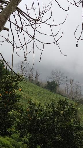 عکس ورکوره