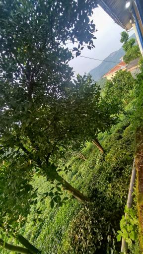 عکس ورکوره