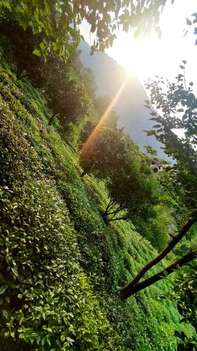 عکس ورکوره