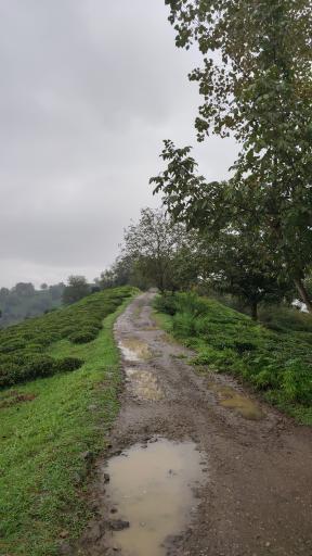 عکس ورکوره