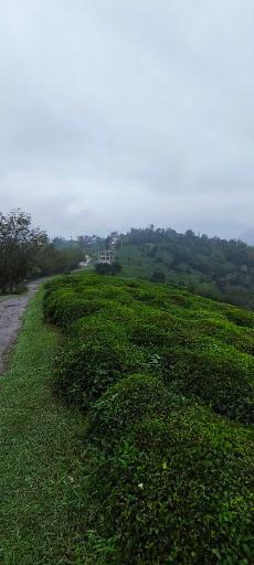 عکس ورکوره