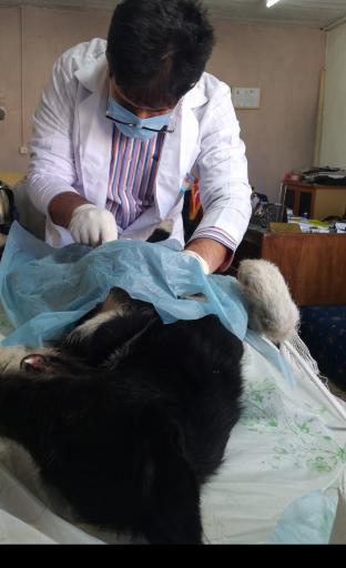 عکس درمانگاه دامپزشکی دکتر داربویی(مهر)