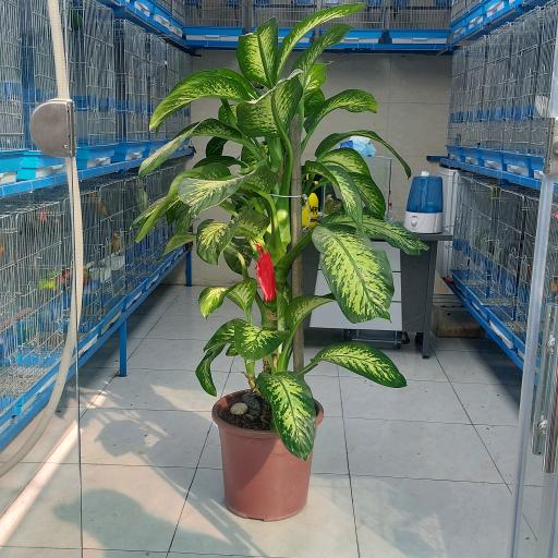 عکس پرنده سرای پرنس 