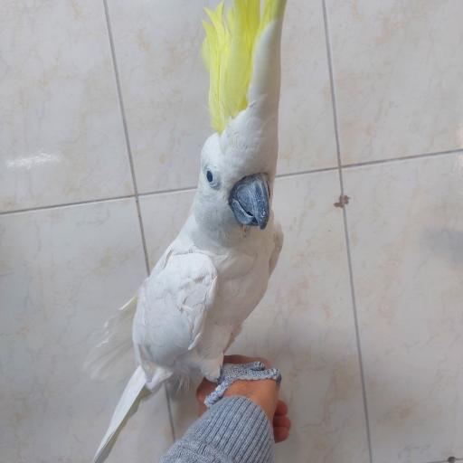 عکس پرنده سرای پرنس 