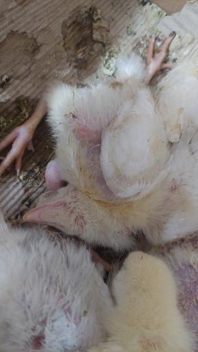 عکس آزمایشگاه دامپزشکی دکتر شموسی