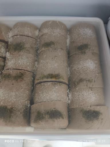 عکس لبنیات و بستنی سنتی گامارو لبن