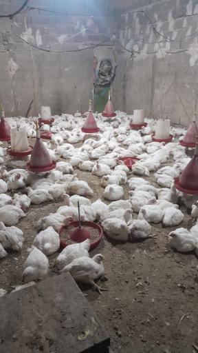 عکس مرغ زنده فروشی علی کچلو