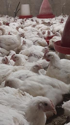 عکس مرغ زنده فروشی علی کچلو