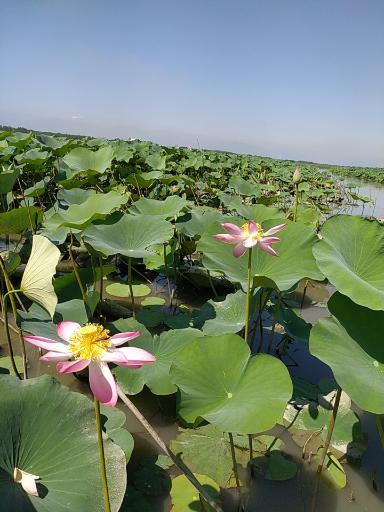 عکس اسکله قایق سواری محمود