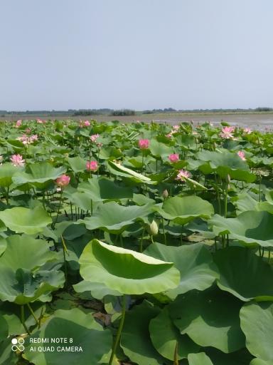 عکس اسکله قایق سواری محمود