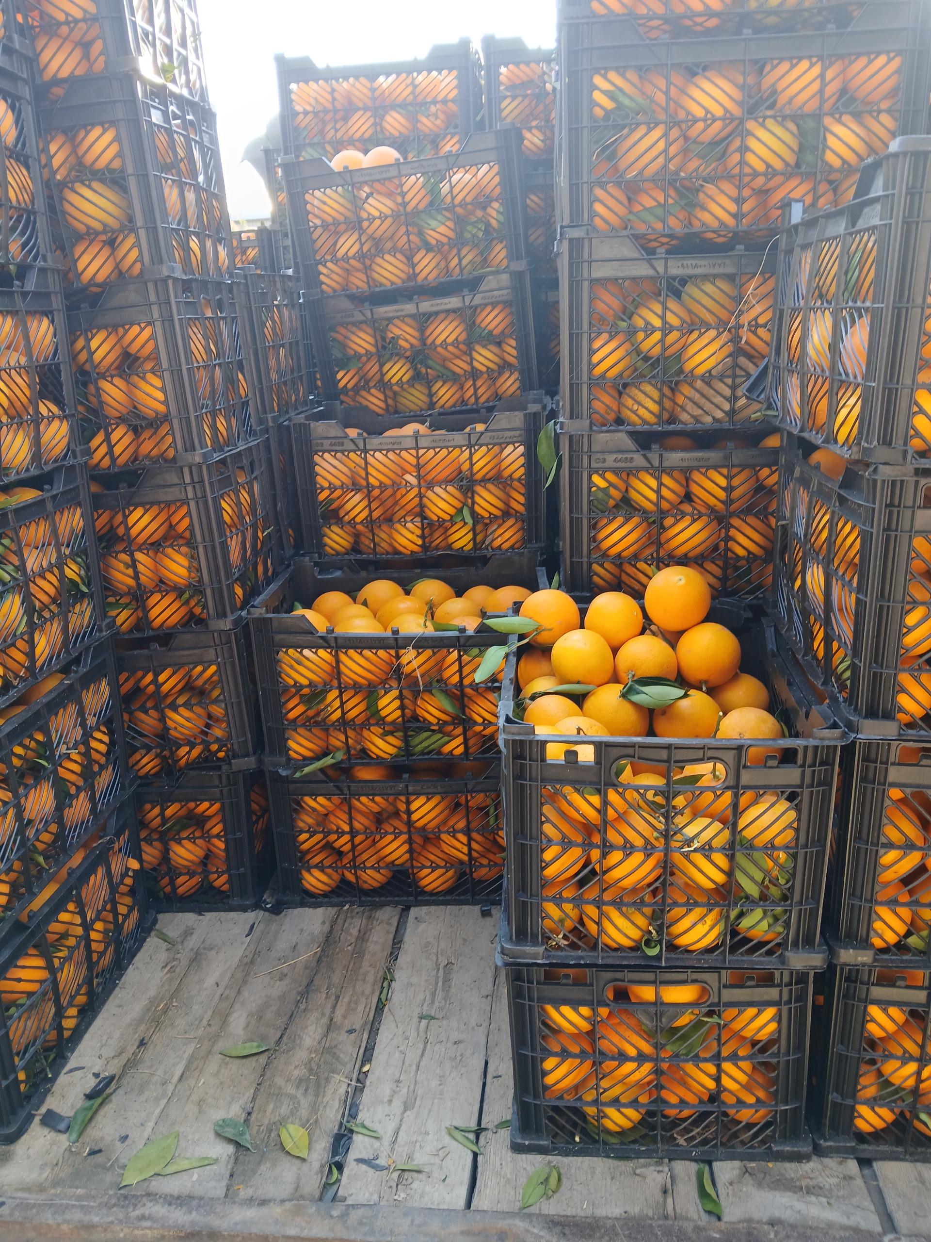 عکس میوه فروشی محمودی