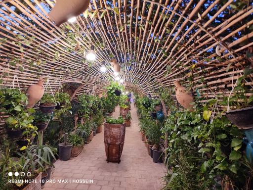 مجموعه سنتی شاسوسا