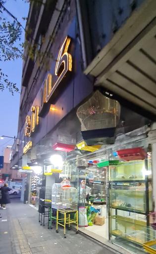 گالا رز