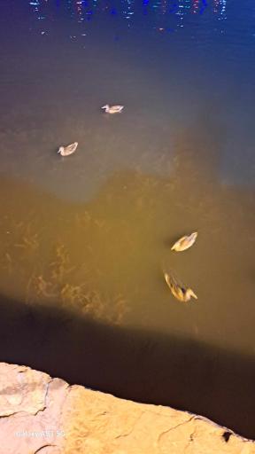 عکس اسکله قایق سواری زریبار