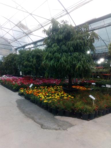 عکس باغ گل رضوان