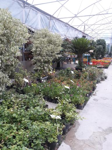 عکس باغ گل رضوان