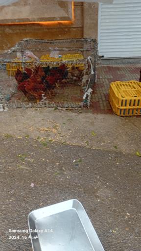 عکس جمعه بازار