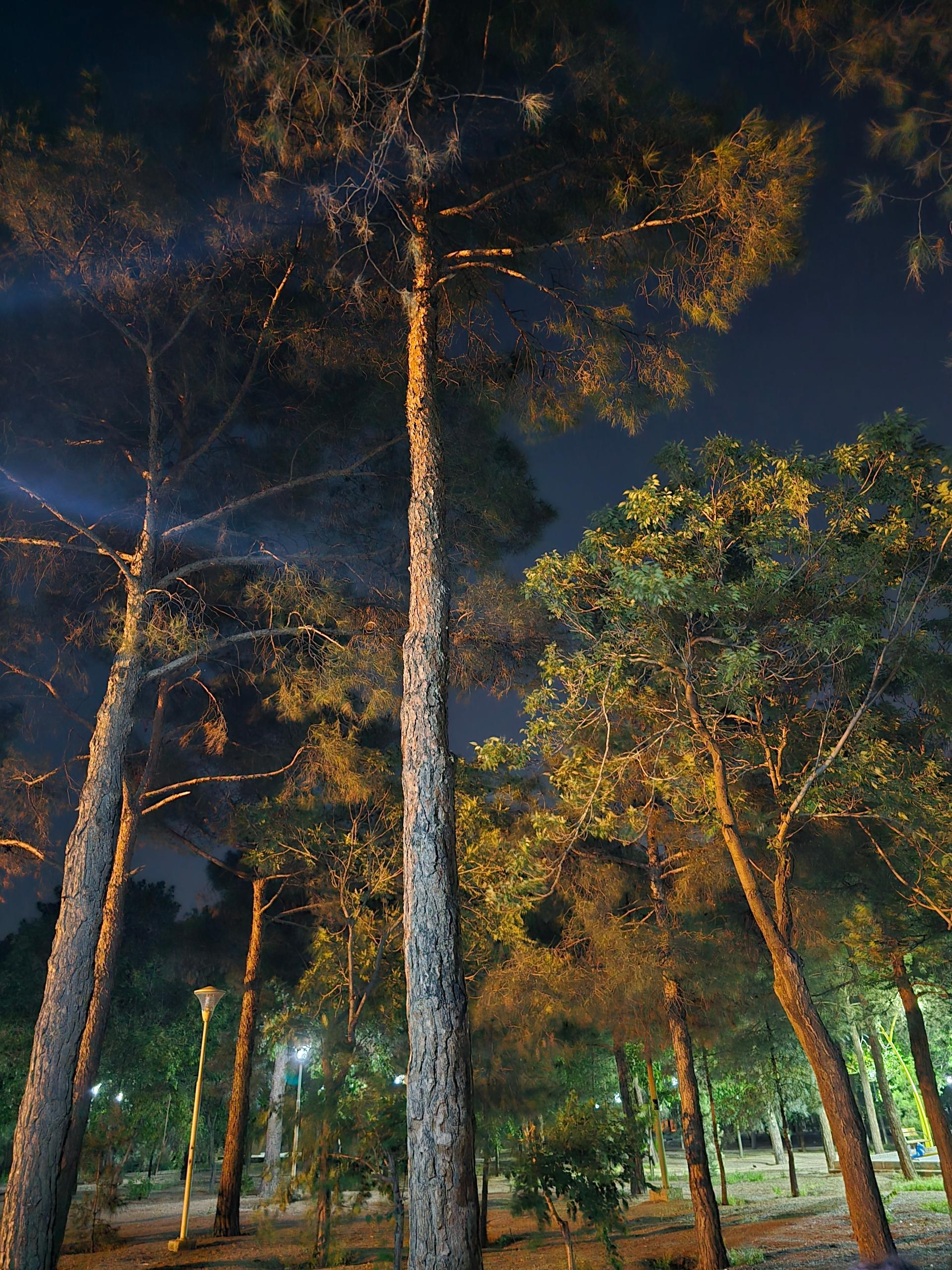 عکس پارک جنگلی محمودآباد