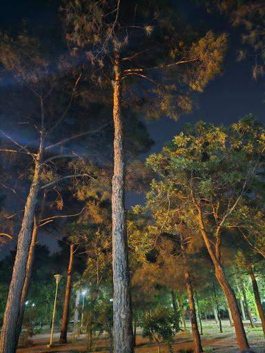 عکس پارک جنگلی محمودآباد