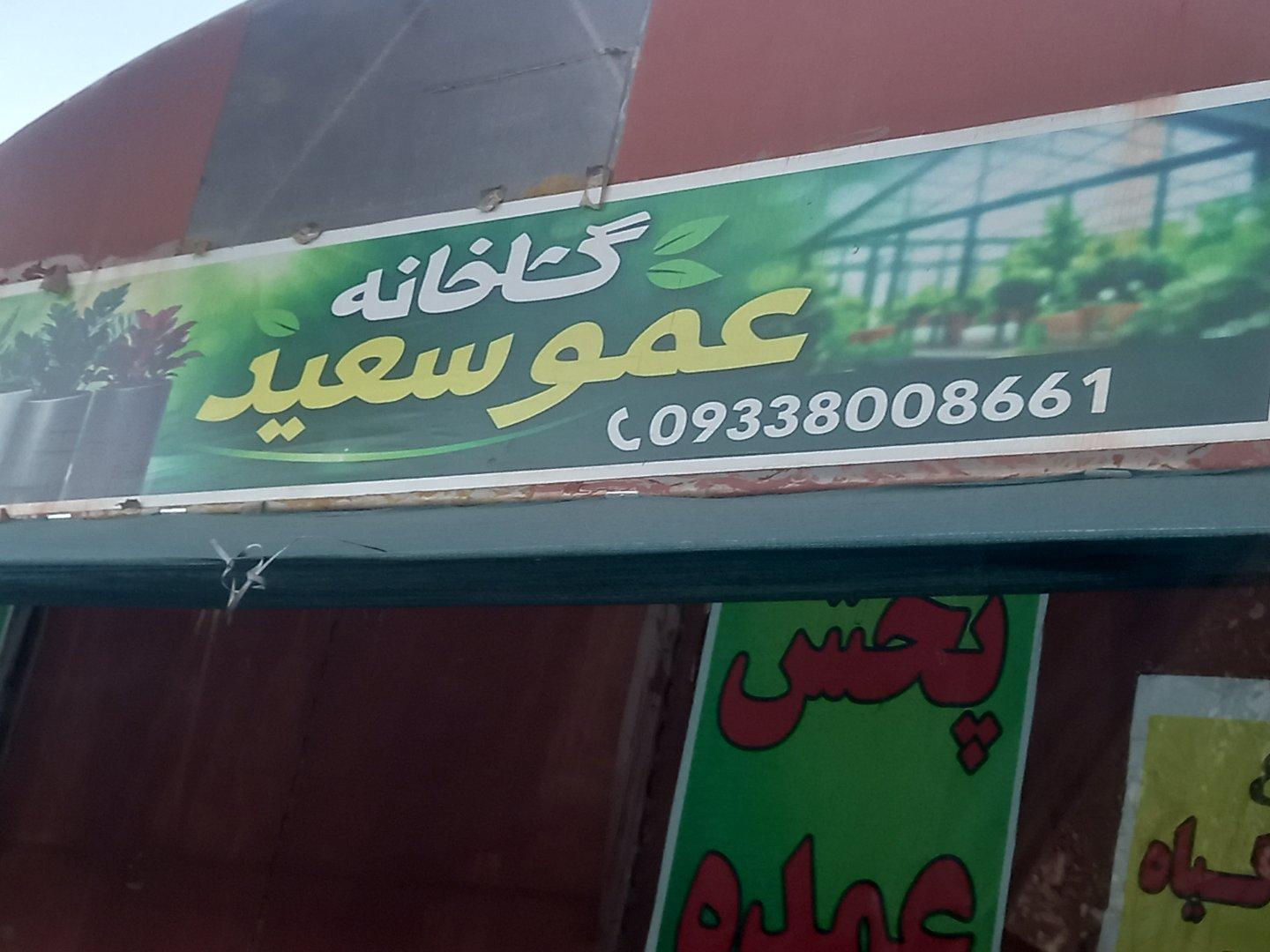عکس گلخانه عموسعید