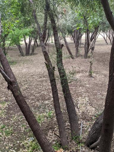 عکس بوستان نارون