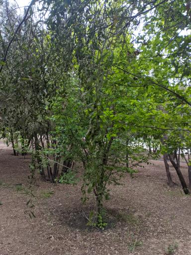 بوستان نارون