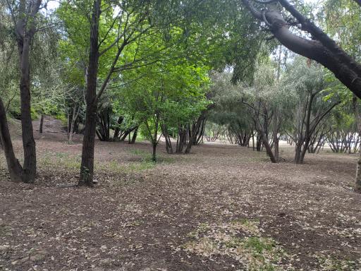 بوستان نارون