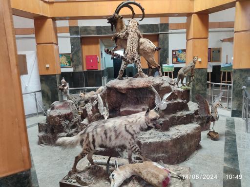 عکس موزه حیات وحش پارک ملی گلستان