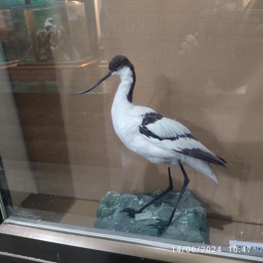 عکس موزه حیات وحش پارک ملی گلستان