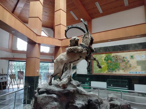 عکس موزه حیات وحش پارک ملی گلستان