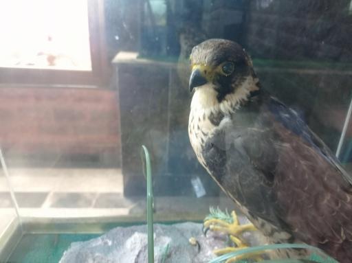 عکس موزه حیات وحش پارک ملی گلستان