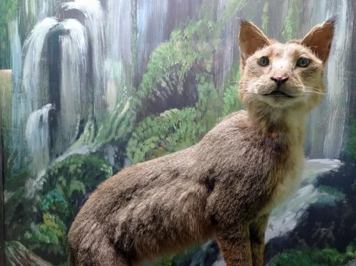 عکس موزه حیات وحش پارک ملی گلستان