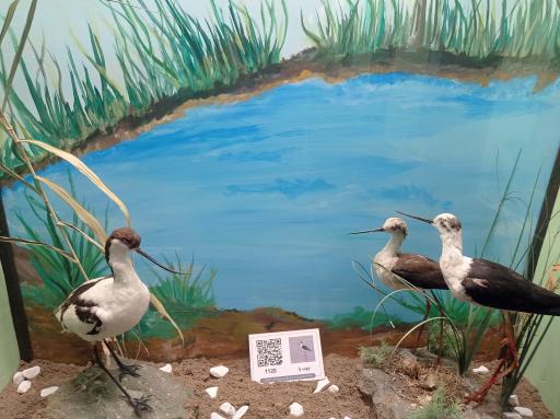 عکس موزه حیات وحش پارک ملی گلستان