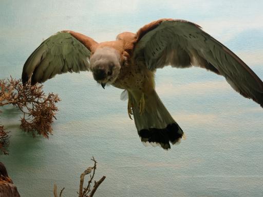 عکس موزه حیات وحش پارک ملی گلستان