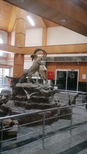 عکس موزه حیات وحش پارک ملی گلستان