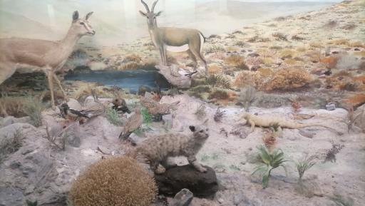 عکس موزه حیات وحش پارک ملی گلستان