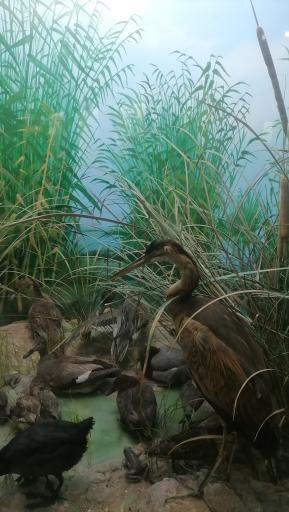 عکس موزه حیات وحش پارک ملی گلستان