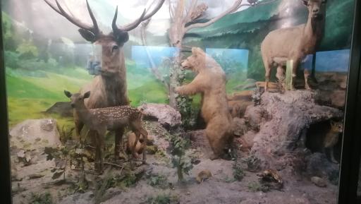 عکس موزه حیات وحش پارک ملی گلستان