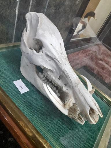 عکس موزه حیات وحش پارک ملی گلستان