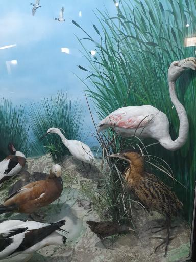 عکس موزه حیات وحش پارک ملی گلستان