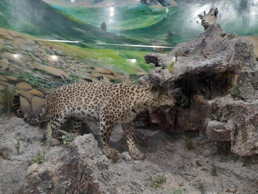 عکس موزه حیات وحش پارک ملی گلستان