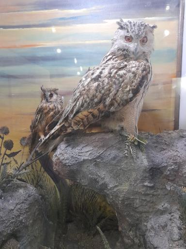 عکس موزه حیات وحش پارک ملی گلستان