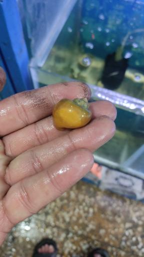 عکس اکواریوم سیلور