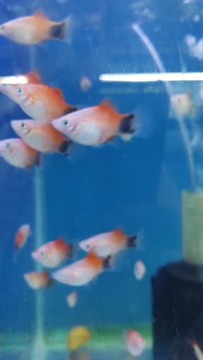 عکس اکواریوم سیلور